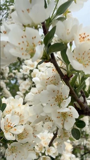 Long Awaited White Crabapple Flowers 🎶🌸 #floweringplants