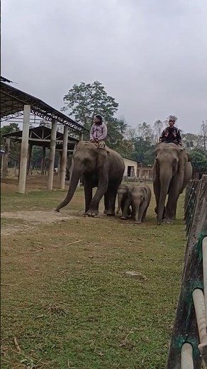 Elephant Breeding Farm, Highly Successfully Program! #youtubeshorts