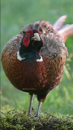 Common Pheasant in the habitat #nature #wildlife #bird #habitat #pheasant HA49245