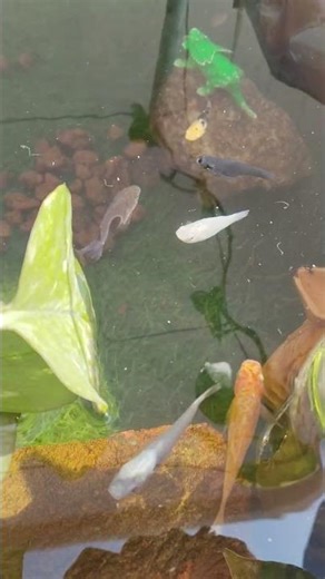 molly fish 🐠🐟 mini pond setup