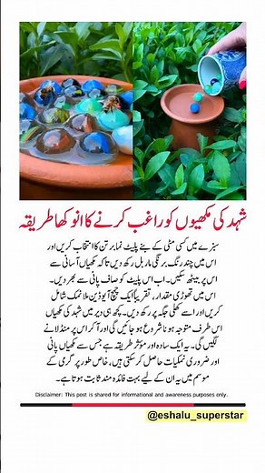 Simple Trick to Attract Honey Bees 🐝 | Help Bees Stay Hydrated #Bees #Nature #Viral #LifeHack