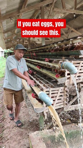 Clean water = stronger shells & healthier hens. #EggFarm #LayingHens #FarmLife #BackyardChickens