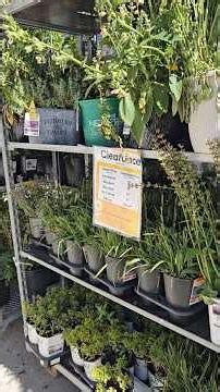 Clearance season has started at the garden center!