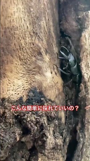 こんなに簡単にヒラタが採れてもいいの？ #クワガタ #カブクワ #クワガタ採集 #カブトムシ #ヒラタクワガタ