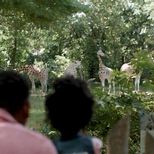 Make memories together at 4 wildlife parks this summer. 🦁Encounter 13,000 animals 🦖FREE access to Bronx Zoo Dinosaur Safari 👀Unlimited access to new exhibits, like World of Darkness 🎃FREE access to Boo at the Zoo ✨40% off beloved seasonal events, Harvest Glow & Holiday Lights ✉️Exclusive invites to Member-only events | Bronx Zoo