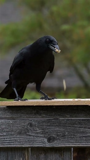 Raven vs Crow: 10 Shocking Differences You Won't Believe! 🐦‍⬛ vs 🐦‍⬛ (Never Confuse Them Again!)