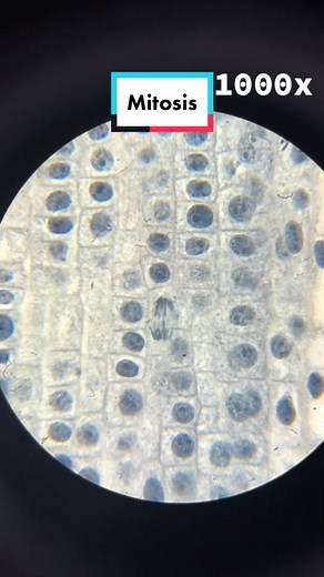 Celulas en Mitosis: Observación bajo Microscopio