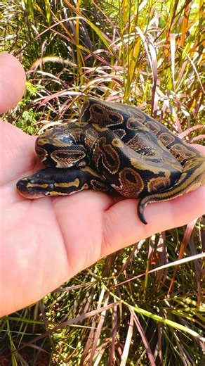 Trick ball python hatchling😍 #ballpythonmorphs #hatchling #ballpython #shorts