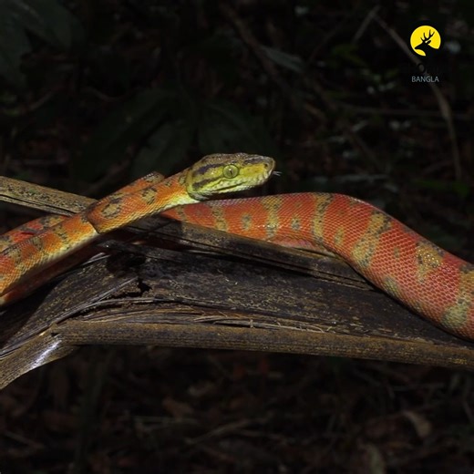 4.1K views · 204 reactions | Amazon Tree Boa | আমাজনের গাছে লুকিয়ে...