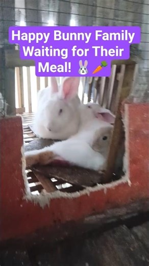 Happy Bunny Family Waiting for Their Meal! 🐰🥕 #shorts #bunny #rabbit