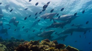 The Blue Planet II ★ BBC Earth with English Subtitles and MKV