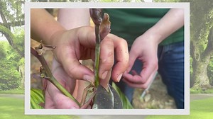 1.4K views · 56 reactions | Taming a 'Bengal Tiger' in today's Virtual Plant Petting Zoo! www.brookgreen.org | Brookgreen Gardens | Facebook