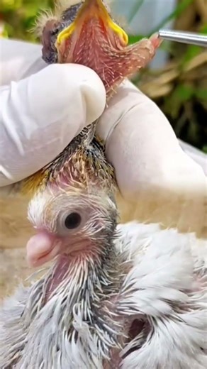 Baby Pigeon Maggot Removal | Pigeon Infection Treatment | Vet Rescue