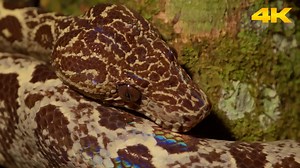 Super Closeup of Amazon Tree Boa | A Macro Look at a Deadly Predator In this super closeup video, we take a look at the Amazon Tree Boa, a beautiful and deadly snake found in the rainforests of South America. This video captures the snake in incredible detail, as it flicks its tongue out and prepares to strike. You can see the intricate patterns on the snake's skin, as well as the way that its muscles move as it prepares to attack. This is a truly mesmerizing video that will show you the beauty 