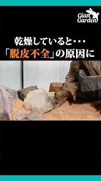 [Giangarden] How to increase humidity in a dry environment