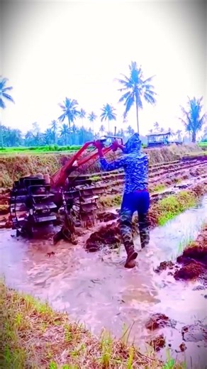 the process of plowing wet rice fields with a reliable tractor machine #shorts