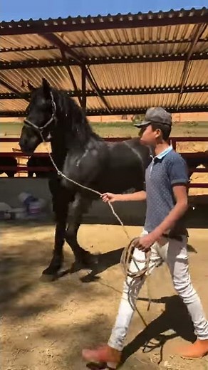 Maquilas de sementales frisones importados de Holanda
