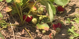 Strawberry season underway at local farms