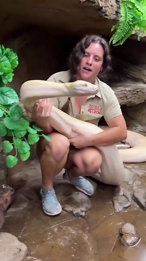 326K views · 2.7K reactions | Wow this Snake Momma is getting huge...