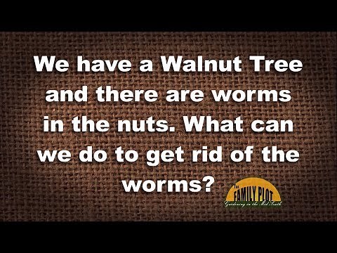 Q&A What can we do to get rid of the worms in our walnuts?