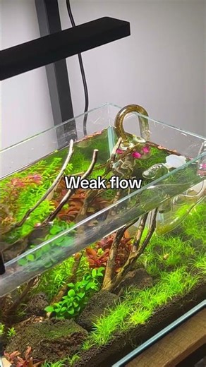 Flow in planted aquariums