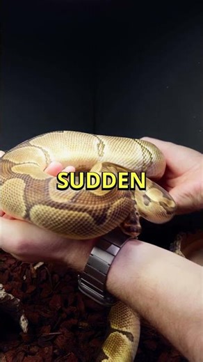 Royal Python Handling 101 🐍