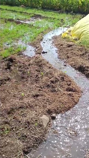 कसा आहे गहू शेतकरी मित्रांनो #shorts #गहू #गहूउत्पादन