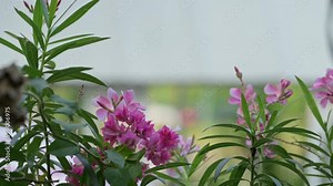 Pink Mandevilla flower with leaves close up. flower in the garden with sun and buildings in the background. Beautiful Plants