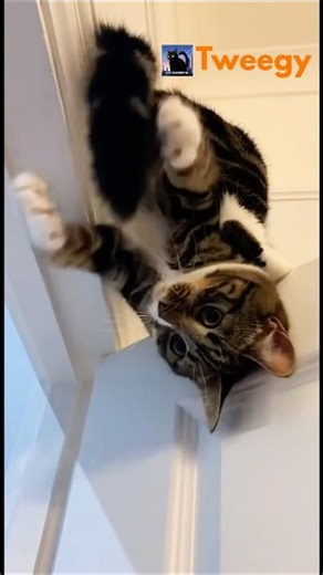 Why Do Cats Chase Their Tails? 😂🐾