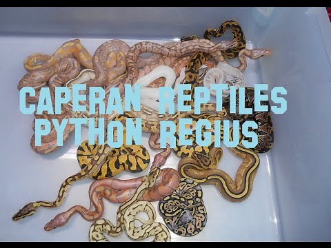Caperan reptile ball python . Elevage Python regius , phase , mutation génétique