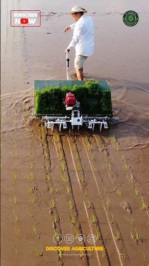 Amazing Rice Planting Machine / Paddy Transplanter