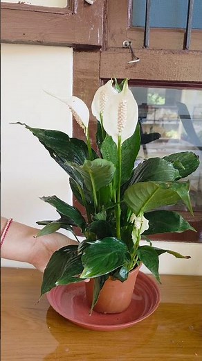 Peace lilies