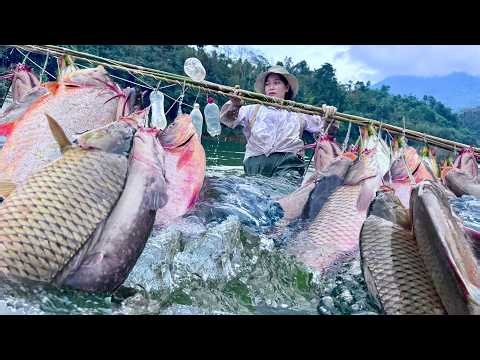 Traditional fishing skills - Using 100 bamboo fishing rods to catch a giant school of fish.