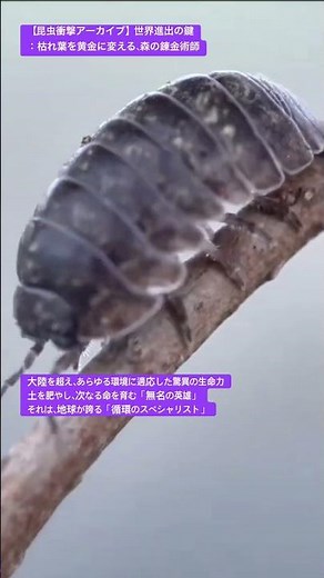【昆虫衝撃アーカイブ】子どもに大人気！ダンゴムシの秘密。驚きの丸まる姿と装甲の仕組みをじっくり学ぼう #ダンゴムシ #自由研究 #昆虫図鑑 #昆虫観察 #insects #undaze #4k