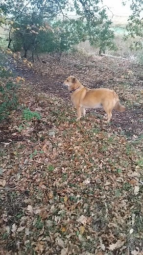 A ripped squirrel enchants Ziggy 👀👂 | Alan Smith