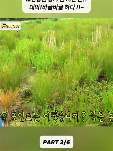 10년 방치된 논의 대박 조황 발견