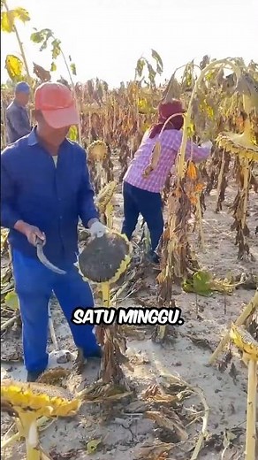 Cara Cepat Mengeringkan Biji Bunga Matahari! 🤔🌻
