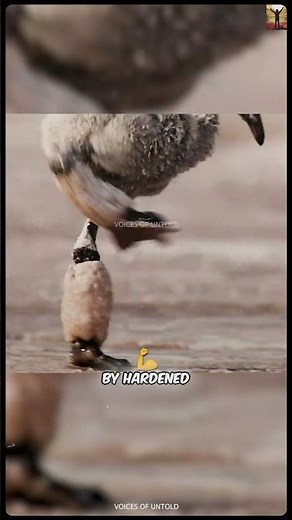 Flamingo Babies Fed Blood? The Shocking Truth #Shorts