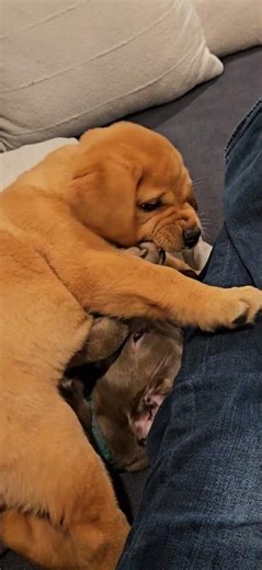 English Lab vs Weimaraner (1)