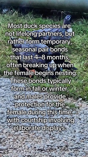 Most ducks are seasonal breeders. Mating usually happens in late winter and spring when days get longer. Male ducks are called drakes and often show off with head-bobbing, whistling, or little dances to attract females. Some species form seasonal pairs, while others don’t stay together long after breeding. Female ducks choose nesting spots — usually hidden in grass, brush, or near water for safety. After eggs are laid, the female does most of the incubating and raising of ducklings. Drakes grow 