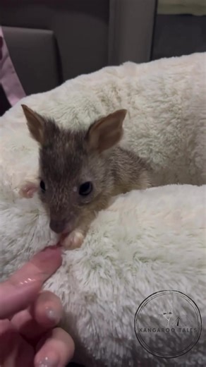 Meet young George, the Rufous Rat-kangaroo or Rufous Bettong (Aepyprymnus rufescens) We are lucky in Australia to not just have kangaroos and wallabies, but a whole array of miniature versions, called potoroos and bettongs. George's family will usually emerge shortly after dark to forage and primarily eat herbs, roots, tubers and fungi. They can cover large distances when foraging (2-4.5 km). A solitary species that shelters during the day in ‘nests’, shallow excavations with a dome of fibrous v