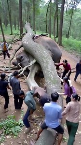 A huge tree fell on an elephant 🐘.. #elephant #junglevibes #forest #jungle #wildlife #wildanimals #reelsfbシ #fbpost2025シ #videoreelsシ #facebookreelsvideo #facebookreelsviral #reelsfacebook #highlight #friends #follower #reelsviralシfb #fbpostviral #videoviralシ #viralvideoシ | Jaffar