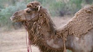 Free stock video - Camel eating grass