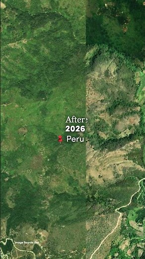Peru Reforestation Project
