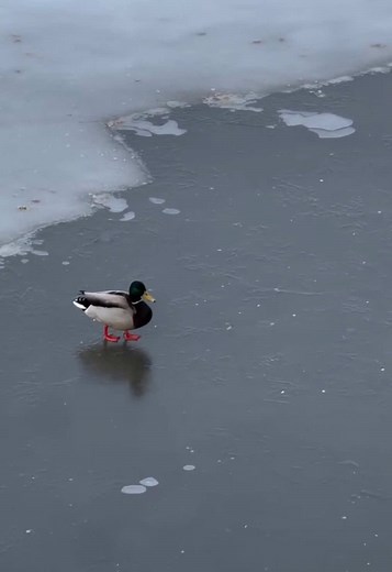 Did you know this about bird? #ducks #birds #mallard | Mallard Ducks