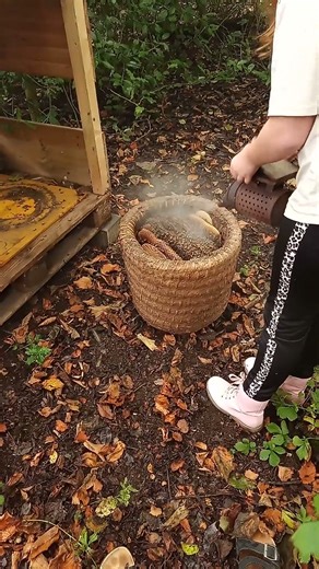 My Daughter Helps Me With Skep Beekeeping #skepbeekeeping #beekeepingwithkids #korbimkerei #imkerei