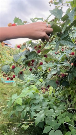 U-Pick is still going strong! Come join us Wednesday evenings 5:30-7:30pm or Sundays 8:30-noon; we will continue to have raspberries until we get a hard frost. You can learn more at: www.thunderroad.farm/raspberries | Arlee Montana