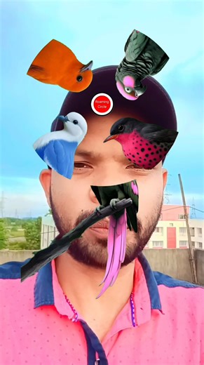 1.3M views · 12K reactions | Birds  puzzle 里 game   #birds #puzzles #games #fbreelsfypシ゚ #fb #reels #viralreels | Roaming Circle | Facebook