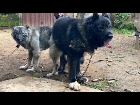 How to Perform Safe Dog Mating for Large Breed #dog #petsrule #animal #animals #pet