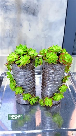 Creative Ways to Reuse Plastic Bottles for Succulents